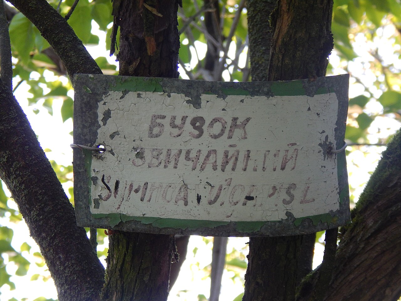 Курортний парк 0019